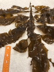 Desmarestia herbacea