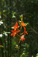 Prosthechea vitellina