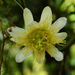 Passiflora hahnii - Photo (c) Jorge Vela, some rights reserved (CC BY-NC), uploaded by Jorge Vela