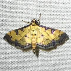Ategumia ebulealis