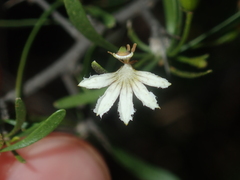 Scaevola spinescens
