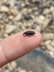 Sphenophorus coesifrons
