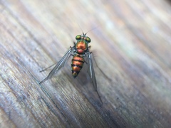 Condylostylus comatus