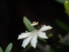 Scaevola spinescens
