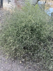 Cordylanthus pilosus