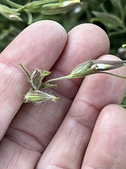 Cordylanthus pilosus