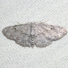 Idaea violacearia