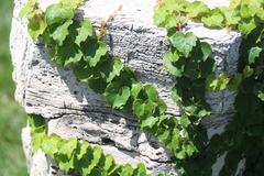 Dreispitzige Jungfernrebe (Parthenocissus tricuspidata): Herkunft und Verwendung — Foto 3