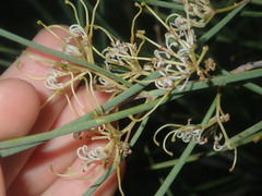 Hakea stenophylla