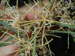 Hakea stenophylla