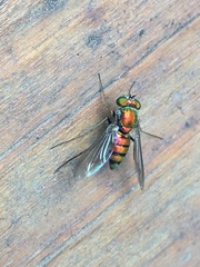 Condylostylus comatus