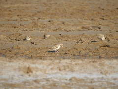 Melanocorypha bimaculata