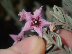 Guichenotia basivirida