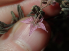 Guichenotia basivirida