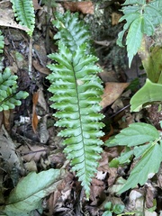 Hymenasplenium apogamum