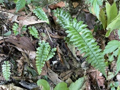 Hymenasplenium apogamum