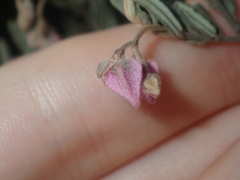 Guichenotia basivirida