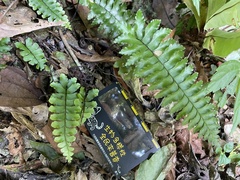 Hymenasplenium apogamum
