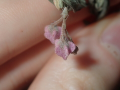 Guichenotia basivirida