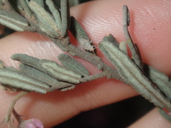 Guichenotia basivirida