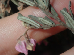 Guichenotia basivirida