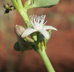 Cynanchum floribundum