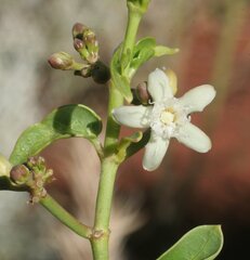 Cynanchum floribundum