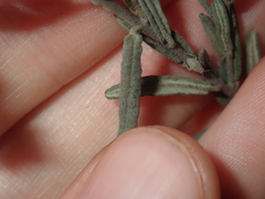 Guichenotia basivirida