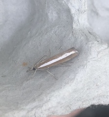Agriphila latistria