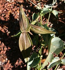 Cynanchum floribundum