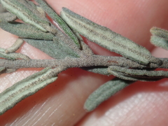 Guichenotia basivirida