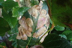 Cameraria gaultheriella