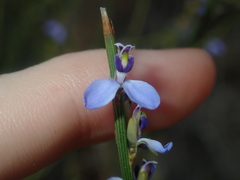 Comesperma scoparium