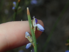 Comesperma scoparium