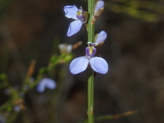 Comesperma scoparium