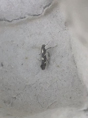 Calybites phasianipennella