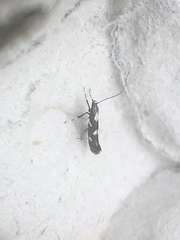 Calybites phasianipennella