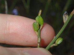 Comesperma scoparium