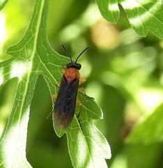 Athalia proxima