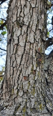 Quercus