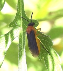 Athalia proxima
