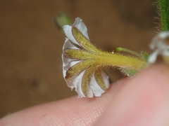 Scaevola hamiltonii