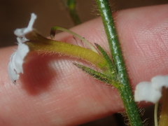Scaevola hamiltonii