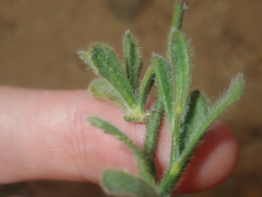 Scaevola hamiltonii