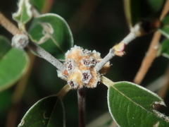 Stenanthemum complicatum