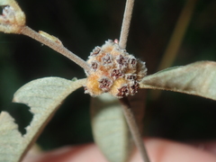 Stenanthemum complicatum