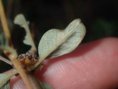 Stenanthemum complicatum