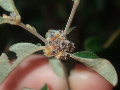 Stenanthemum complicatum