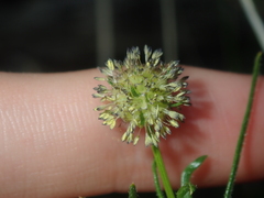 Opercularia vaginata