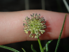 Opercularia vaginata